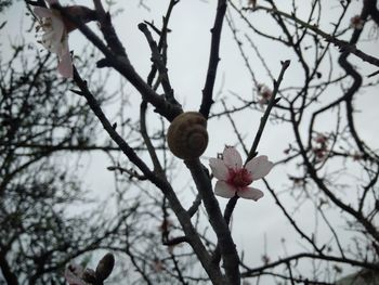 Low angle view of cherry blossoms in spring