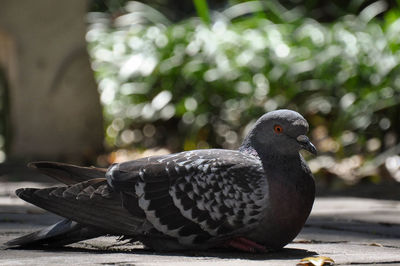 Close-up of bird