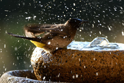 Close-up of bird perching on a rock