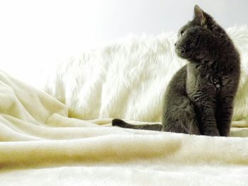 Close-up of horse sitting on bed