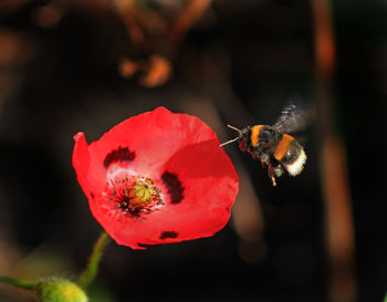 Bee flying by poppy flower