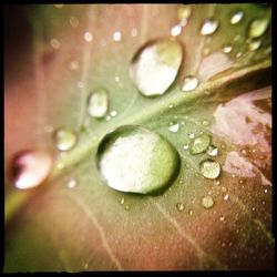 Close-up of water drops on leaf