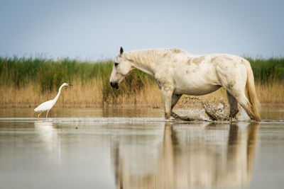 Horses on lake against sky