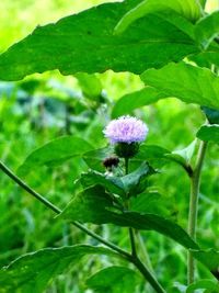 Close-up of bumblebee on purple flowering plant