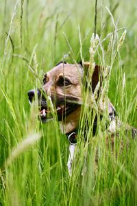 Close-up of lizard on grass