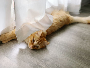 Portrait of a cat resting on floor and looking at camera