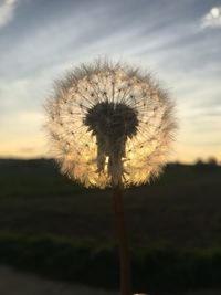 Close-up of dandelion on field against sky during sunset