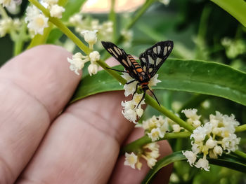 Close-up of butterfly pollinating on flower