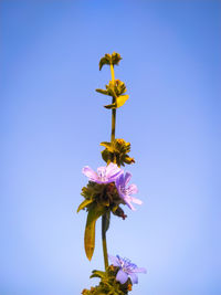 Low angle view of flowering plant against clear blue sky
