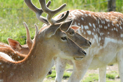 Fallow deers on the meadow of a farm.