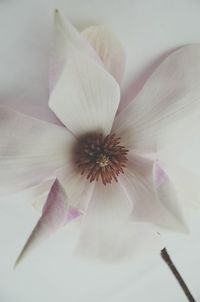 Close-up of white flower
