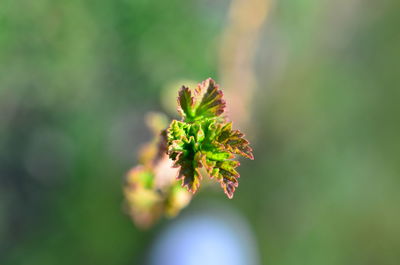 Close-up of flowering plant against blurred background