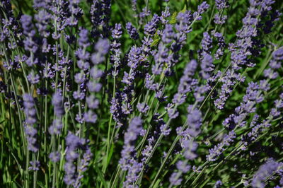 Zoom on lavenders in provence