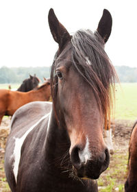 Close-up of horse standing on field against sky