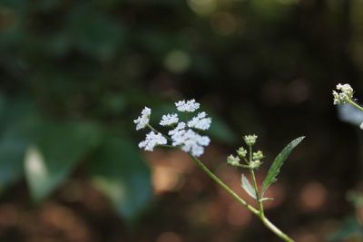 Close-up of white flowers