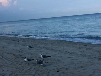 Seagulls on beach
