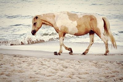 View of a dog on beach