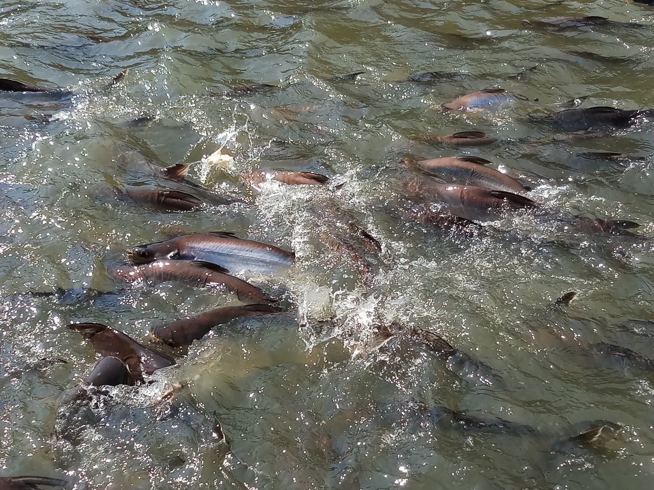 HIGH ANGLE VIEW OF FISH IN SEA