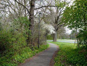 Road amidst trees