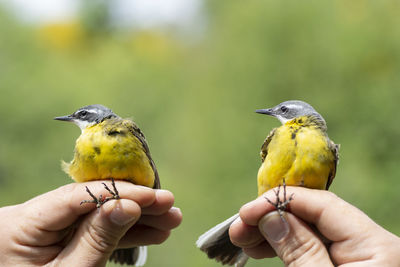 Cropped image of people on bird