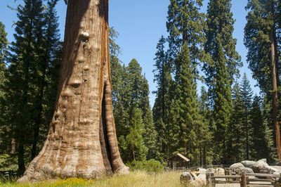 Low angle view of trees in forest against sky