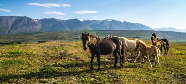 Horses on field against sky