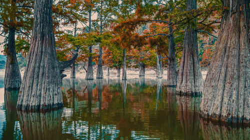 Scenic view of lake in forest