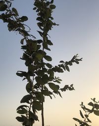 Low angle view of tree against clear sky