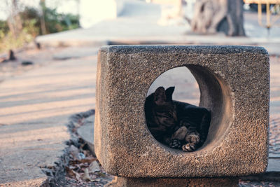 Cat sleeping in concrete circle on street