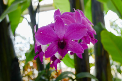 Close-up of pink flower