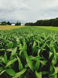 Scenic view of agricultural field against sky