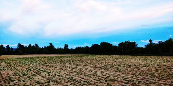 Scenic view of field against sky