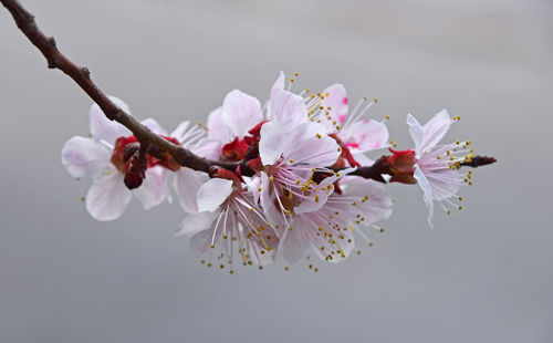 Close-up of flowers