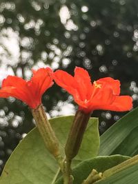 Close-up of flowers blooming outdoors