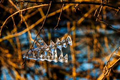 Close-up of frozen plant