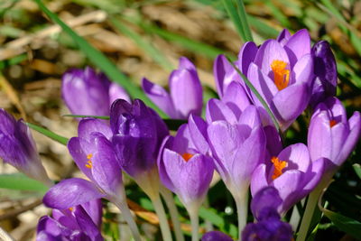 Close-up of purple crocus flowers growing on field