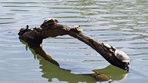 High angle view of duck swimming in lake