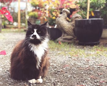 Cat sitting outdoors