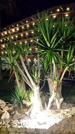 Plants growing at night