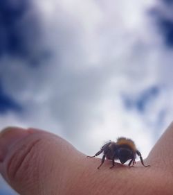 Close-up of hand feeding against sky