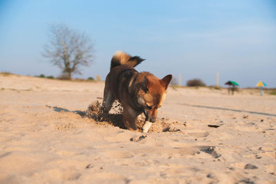 View of a dog on beach