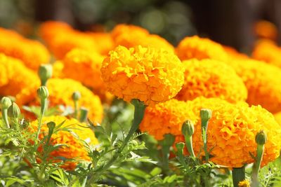 Close-up of yellow marigold flowers