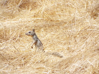 Portrait of squirrel on tree