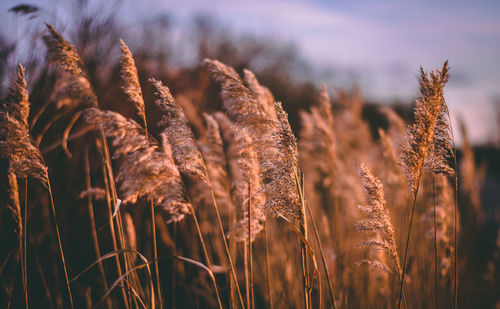 Close-up of wheat growing on field against sky