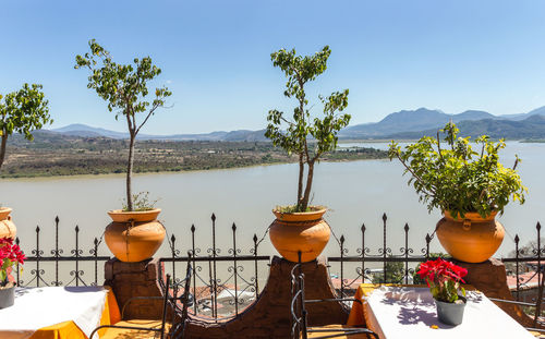 Potted plant on railing of restaurant by lake patzcuaro