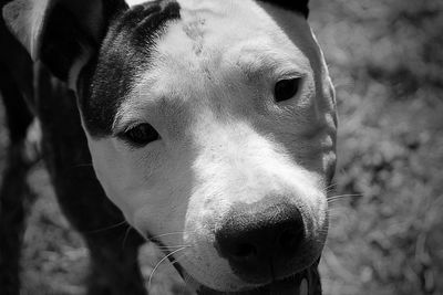 Close-up of dog