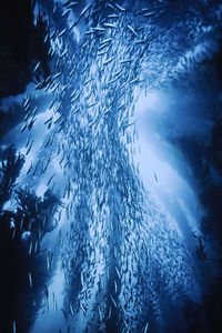 School of mackrel swims amongst giant kelp near san nicholas island ca