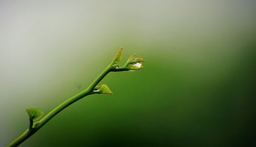 Close-up of fresh green plant