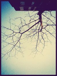 Bare trees in the dark