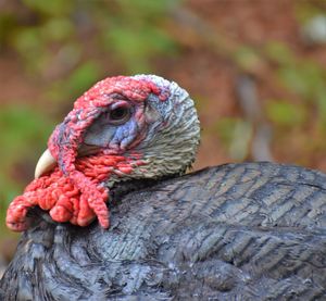 Close-up of a turkey